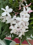 ４月１８日 ハゴロモジャスミン（羽衣素馨） Jasminum polyanthum