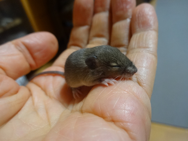 Snippy Baby 20180703 (3)_00001.jpg