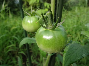 Tomato uchi 2016 (2).JPG