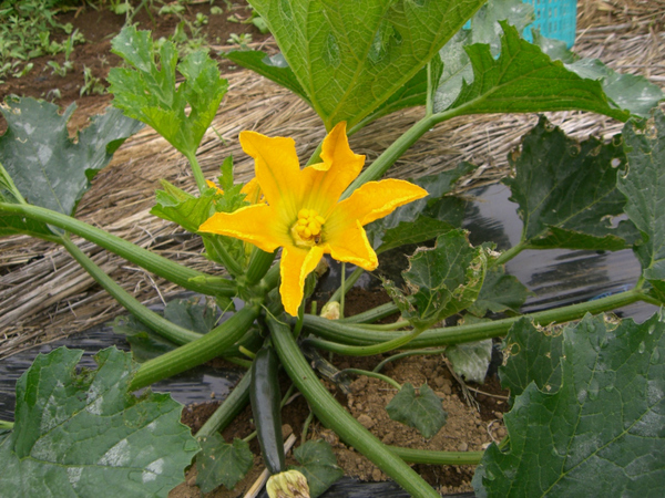 Zucchini 001_00001.jpg