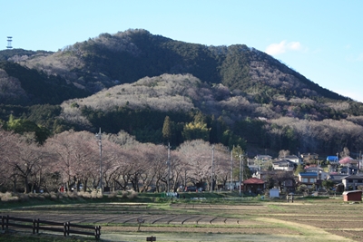 巾着田桜開花、高麗神社、旧高麗家では夜桜会 - 新緑のこもれび