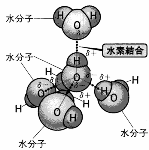 03-化学結合-水の分子間結合.gif