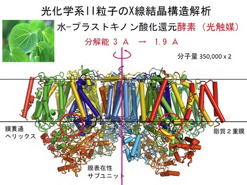 光合成系　水－プラストキノン酸化還元酵素(光触媒).jpg