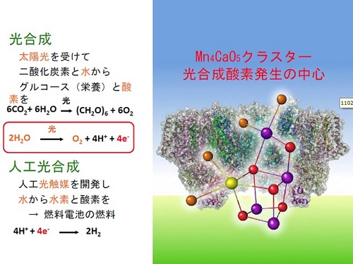 光合成酸素発生の中心　Mn4CaO5クラスタ.jpg