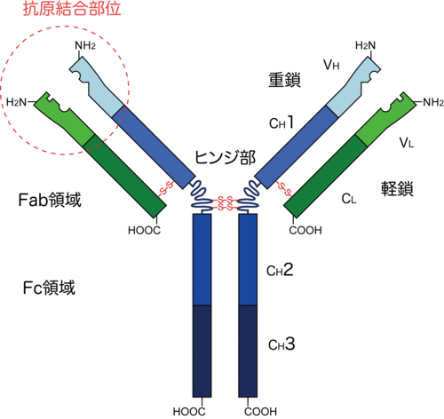 抗体の構造-番号無し　Immunoglobulin_basic_unit.gif