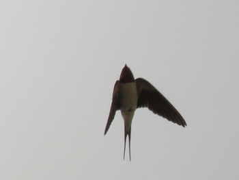 0402swallow02.JPG