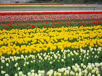 0426tulip.jpg