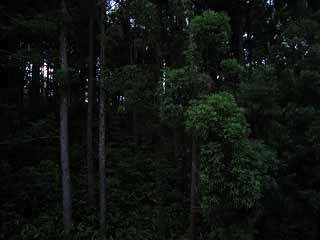 0708forest.jpg