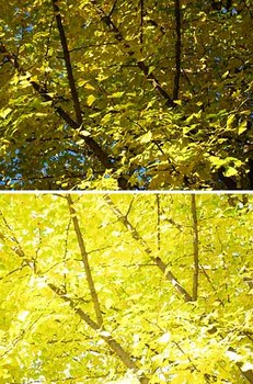 1104ginkgo.jpg