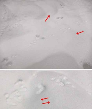 1221Footprints.jpg