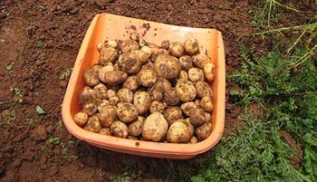 newpotato.jpg
