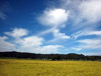 paddy field.jpg