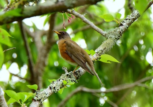 アカハラ1504bjb.jpg