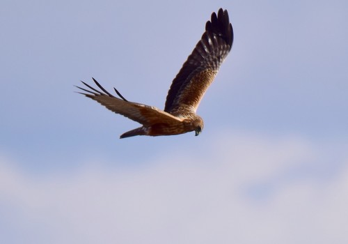 チュウヒ1501cea.jpg