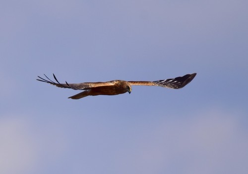 チュウヒ1501ceb.jpg
