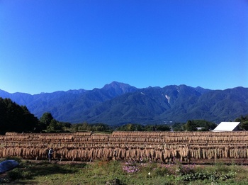 2010_GF_ yatsugatake_16.jpg