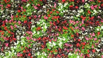 BEGONIA・FlowerWall