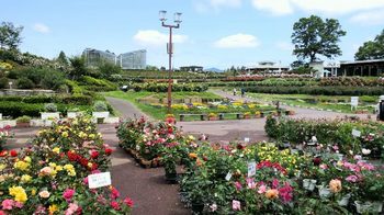 花と緑の楽園・茨城県フラワーパーク