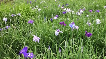 青山花しょうぶ園