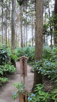 水戸八幡宮・山あじさいの小道