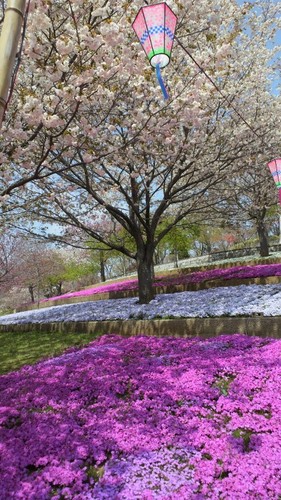 八重桜まつり・静峰ふるさと公園