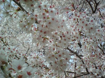 重なる桜の花を見上げる
