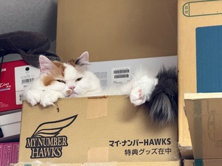 眠いのね