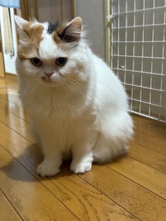 急遽出勤