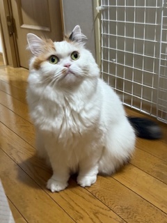 おかしいなぁ
