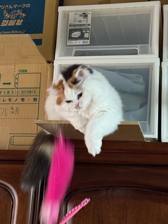 捕まえたわ