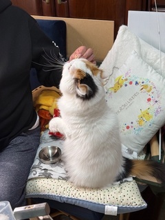 パパとらいむ