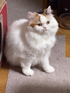 いよいよ