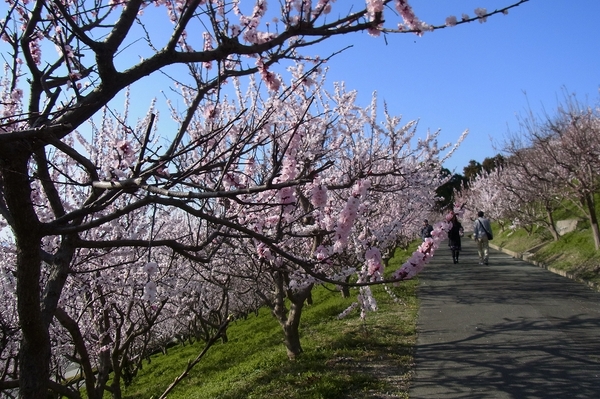 満開のあんずの花