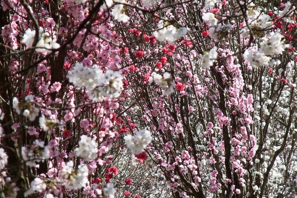 桜と桃