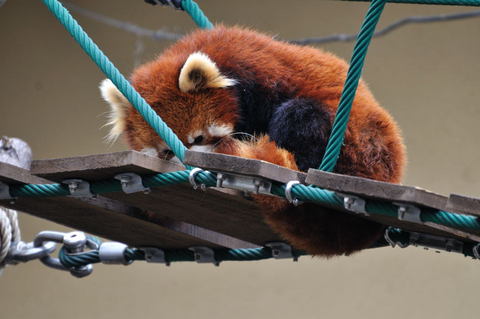 つり橋の上のレッサーパンダ