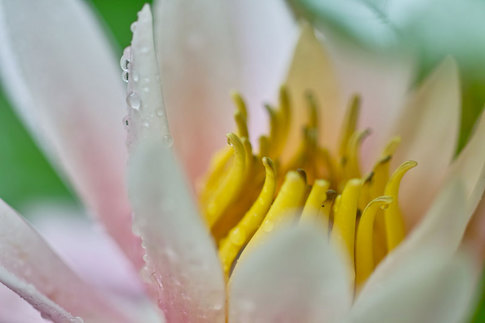 ハスの花