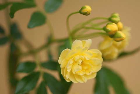 モッコウ薔薇