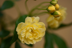 モッコウ薔薇