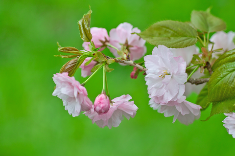 八重桜