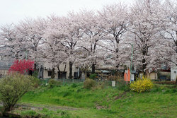 桜の咲く公園