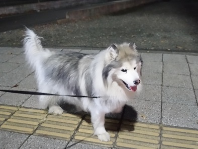 チッチの散歩道