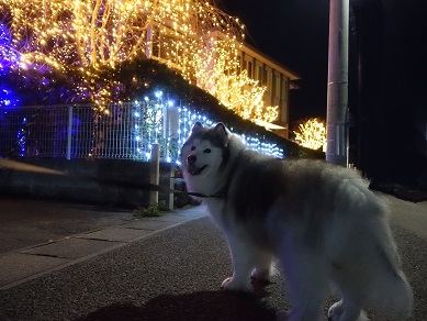 チッチの散歩道