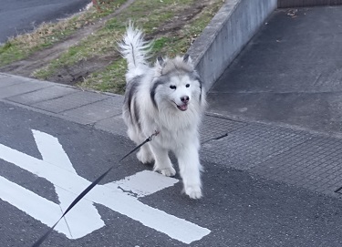 チッチの散歩道