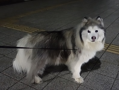 チッチの散歩道