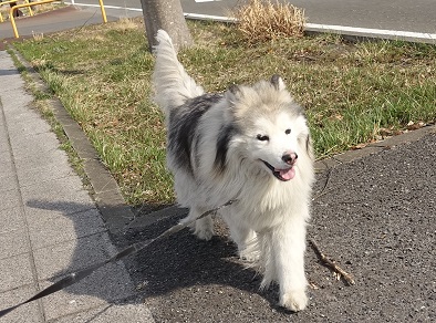 チッチの散歩道