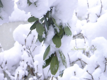Summy' Cafe Snow -05.jpg
