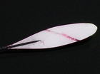 タナゴ釣り_1042.JPG
