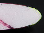 タナゴ釣り_1044.JPG
