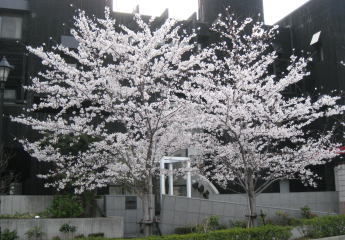 ０８お散歩コースにある桜_1.jpg