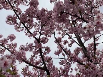 曇りの花